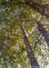 Trunks and green leaves, view from the inner canopy of a mature multi-stem clump River Birch.