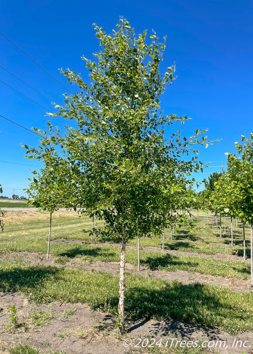 A single trunk River Birch with green leaves planted in a row at the nursery.