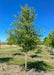 A single trunk River Birch with green leaves planted in a row at the nursery.