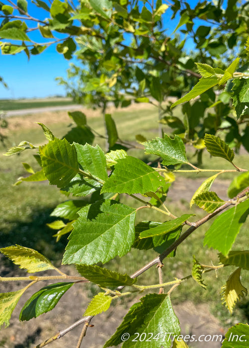 Closeup of shiny green leaves.