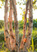 Closeup of multi-stem trunks with shedding peeling bark with sunlight filtering through.