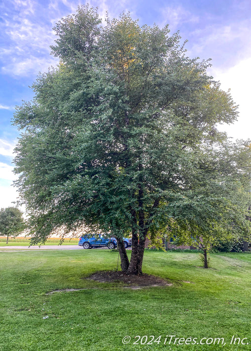 A mature multi-stem clump River Birch with green leaves.