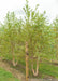 A multi-stem clump form River birch with a ruler standing next to it to show its canopy height pruned up at about 2-3 ft.