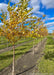 A row of single trunk River Birch at the nursery with yellow-gold fall color.