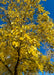 View looking up at yellow-gold leaves.