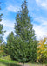 Mature Dakota Pinnacle Birch with upright conical form, dark green leaves and chalky white trunk.