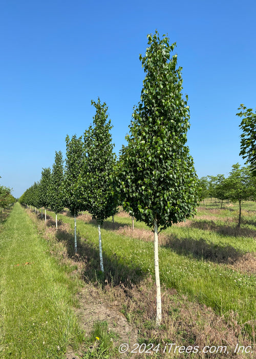 A row of Dakota Pinnacle Birch grows in a nursery row with dark green leaves, and chalky white bark, surrounded by other rows of trees, and blue sky.