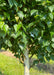 Closeup of lower green canopy of leaves, brown branches, and chalky white trunk.