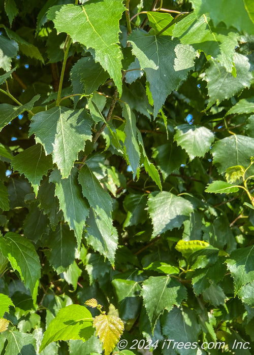 Closeup of narrowly pointed, sharply toothed dark green leaves.