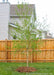 A newly planted single trunk Whitespire Birch with newly emerged green leaves.