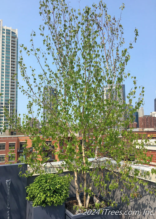 A newly planted multi-stem clump Whitespire Birch planted in a container on  a Chicago rooftop.