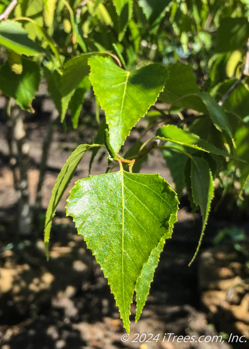 Closeup of shiny bright green leaves.