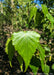 Closeup of shiny green leaf with serrated edges.