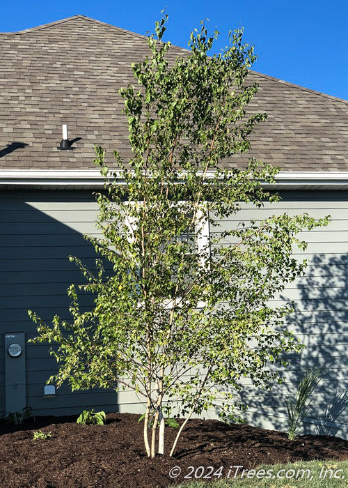 A newly planted multi-stem clump form Whitespire Birch planted in a side yard landscape bed along the house.