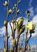 Closeup view of the top of a Butterflies Magnolia in the nursery showing small swelling buds beginning to open at the top of each branch.