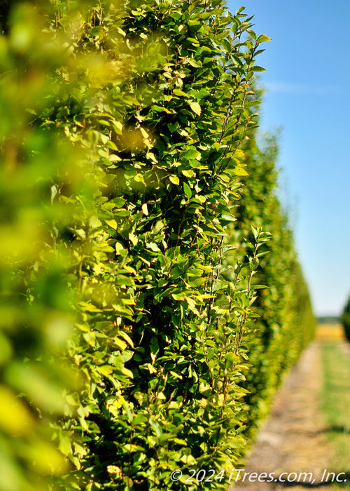 Closeup view of green leaves looking down a row of Pyramidal Hornbeam in the nursery.