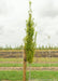 Pyramidal Hornbeam with a large ruler standing next to it showing its canopy height measured at about 3.5 ft.