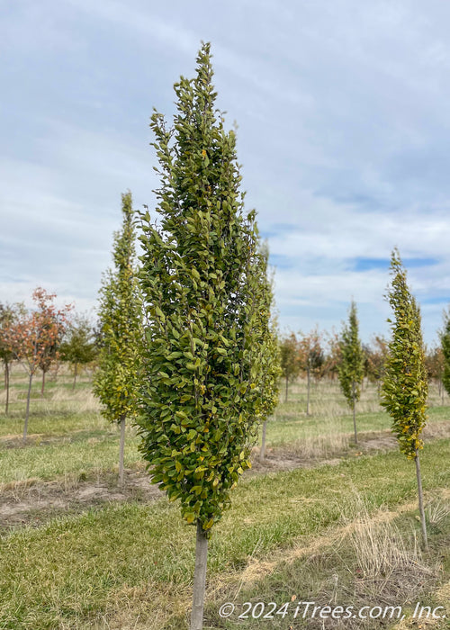 Pyramidal European Hornbeam with green leaves at the nursery.