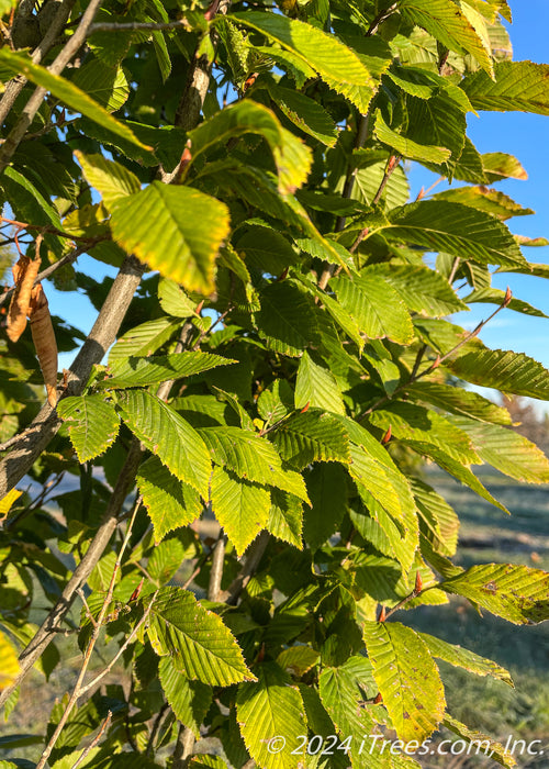 Closeup of green serrated leaves.