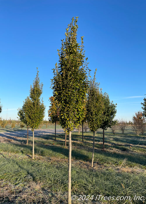 Pyramidal European Hornbeam with green leaves at the nursery.