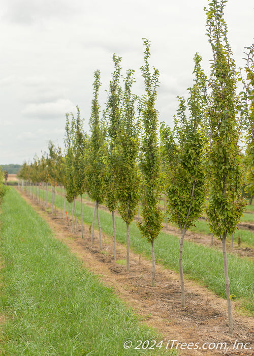 A row of Pyramidal European Hornbeam with green leaves.