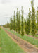 A row of Pyramidal European Hornbeam with green leaves.