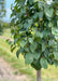 Closeup of green leaves and grey smooth trunk.