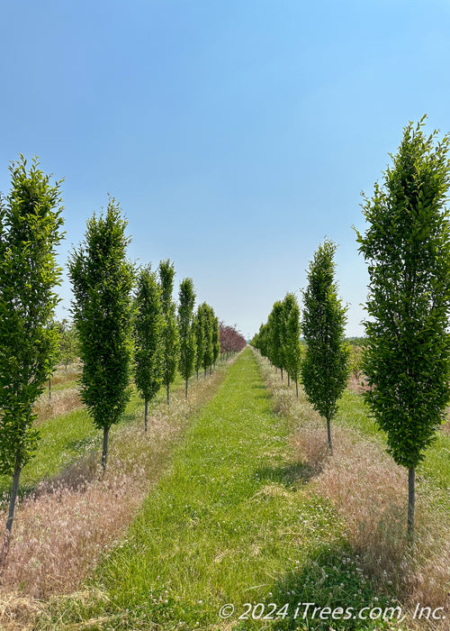 Two rows of Emerald Avenue Hornbeam grow in the nursery with full canopies of green leaves.