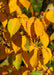 Closeup of serrated, toothed yellow leaves. 