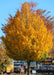 Mature Emerald Avenue Hornbeam with a pyramidal shaped crown full of golden fall leaves. 