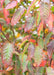 Closeup of American Hornbeam leaves showing finely serrated edges, and green leaf color fading out to red from the center outward.