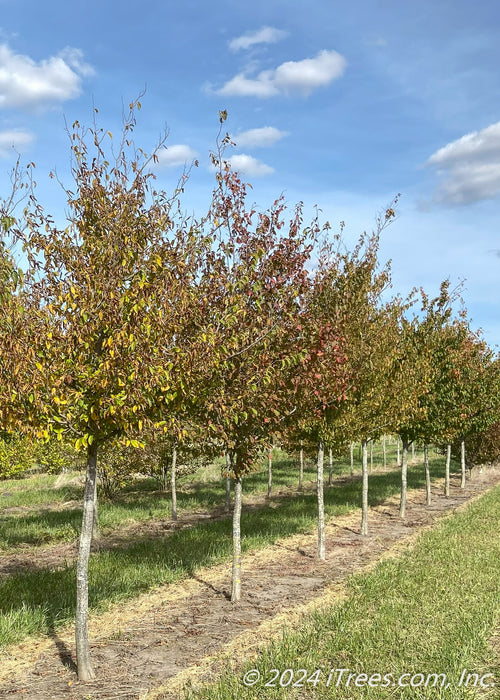 A row of American Hornbeam trees grows in the nursery showing changing fall color from green to red. 