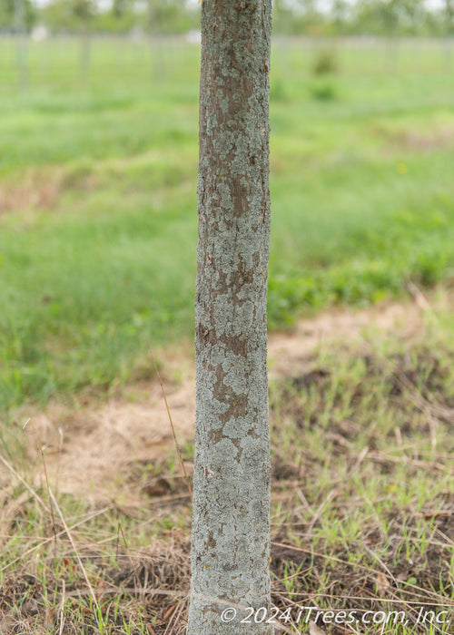 Closeup of bottom of American Hornbeam trunk.