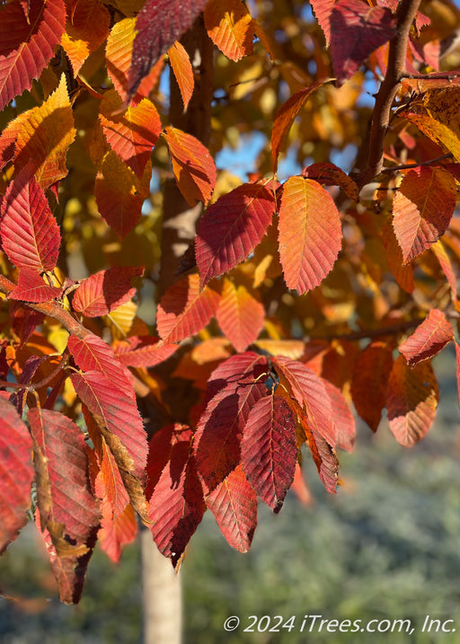 Closeup of flaming hot yellow-orange to red fall leaves.