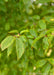 Closeup of finely serrated green leaves. 