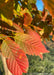 Closeup of changing fall leaves going from green, to yellow to a bright red.