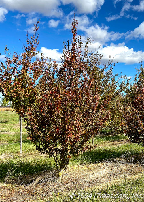 A Firespire Hornbeam grows in the nursery and shows changing fall color from green to red.