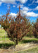 A Firespire Hornbeam grows in the nursery and shows changing fall color from green to red.