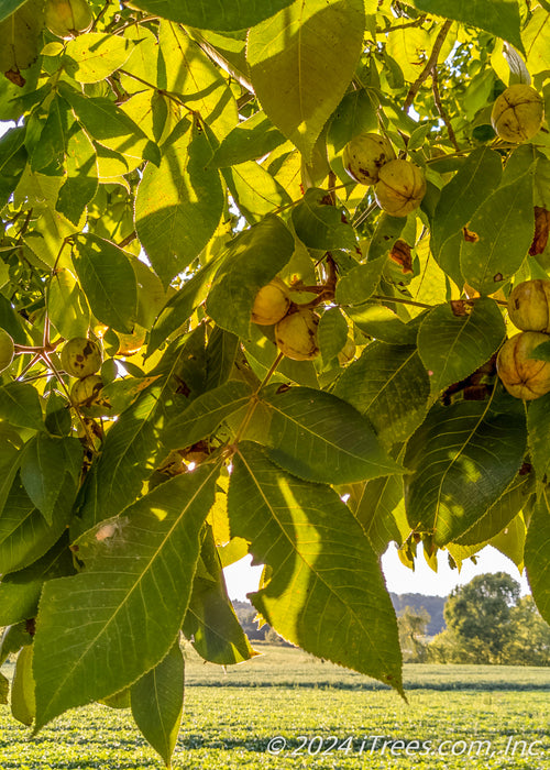 Closeup of green leaves and nuts.