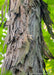 Closeup of shaggy bark.