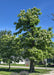 A fully mature large Catalpa planted in the front yard of a home, in full bloom with large green heart-shaped leaves. A smaller Catalpa is planted nearby, and there are houses and a blue sky in the background. 