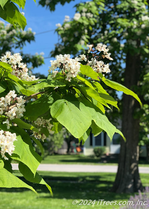 Closeup of the end of a branch of flowers and leaves.