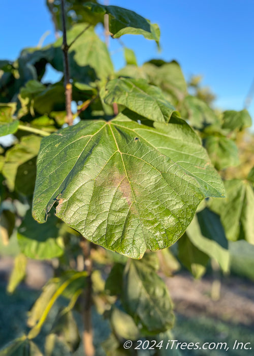 Closeup of large dark green, heart-shaped leaf.