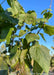 Closeup of large, dark green heart-shaped leaves.