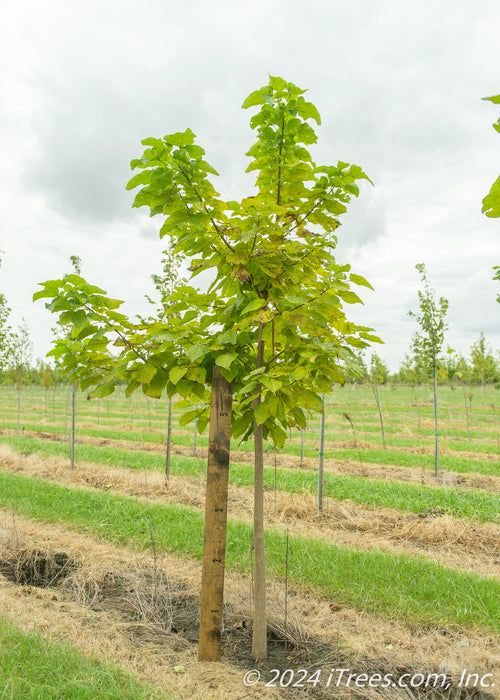 A catalpa in the nursery with a large ruler standing next to it to show canopy height measured at about 5 ft.