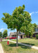 Northern Catalpa with long cigar-like pods and huge, heart-shaped leaves, planted on a residential parkway. Houses, a vehicle, and blue skies in the background.