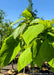 Closeup of newly emerged shiny bright green heart-shaped leaves.