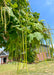 Closeup of the end of a branch of large cigar-like pods, and huge, dark green heart-shaped leaves. A home and blue sky are in the background.