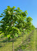 A row of Northern Catalpa in bloom at the nursery. Strips of green grass grow between rows of trees with a clear blue sky in the background.