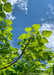 Closeup view of the underside of a branch of green leaves with sunlight filtering through. Blue cloudy sky in the background.